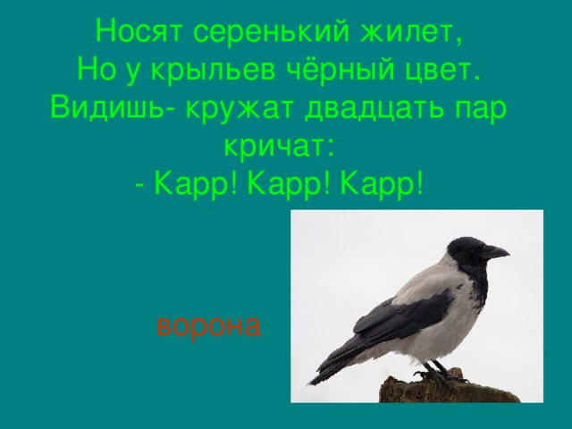 Носят серенький жилет,  Но у крыльев чёрный цвет.  Видишь- кружат двадцать пар кричат:  - Карр! Карр! Карр!     ворона