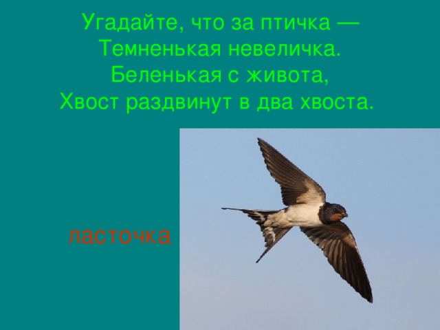 Угадайте, что за птичка —  Темненькая невеличка.  Беленькая с живота,  Хвост раздвинут в два хвоста.    ласточка