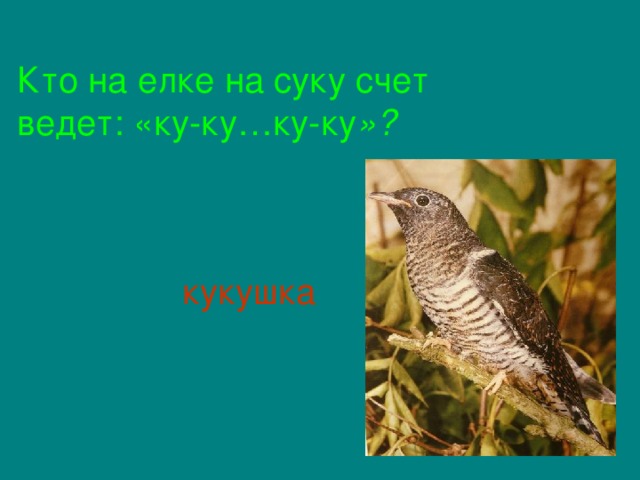 Кто на елке на суку счет ведет: «ку-ку…ку-ку »?  кукушка