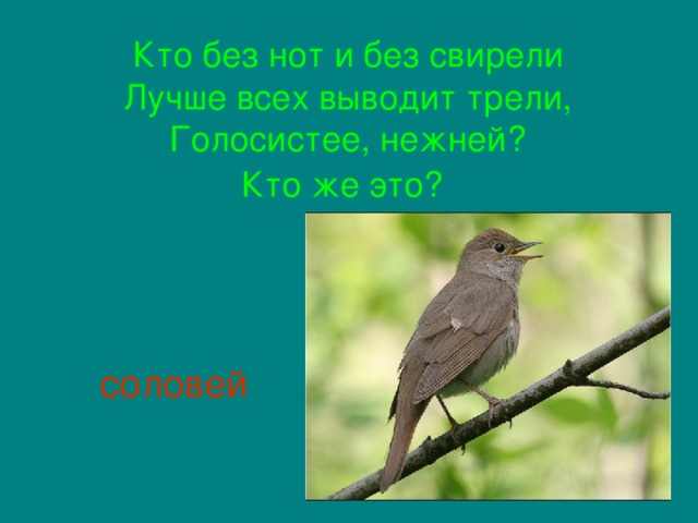 Кто без нот и без свирели  Лучше всех выводит трели,  Голосистее, нежней?  Кто же это?   соловей