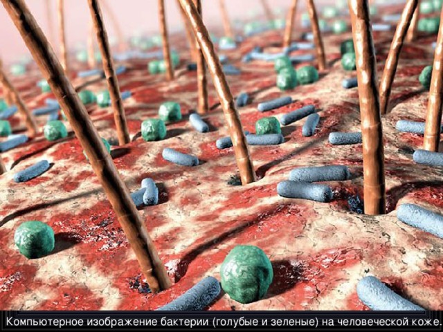 Компьютерное изображение бактерии (голубые и зеленые) на человеческой коже.