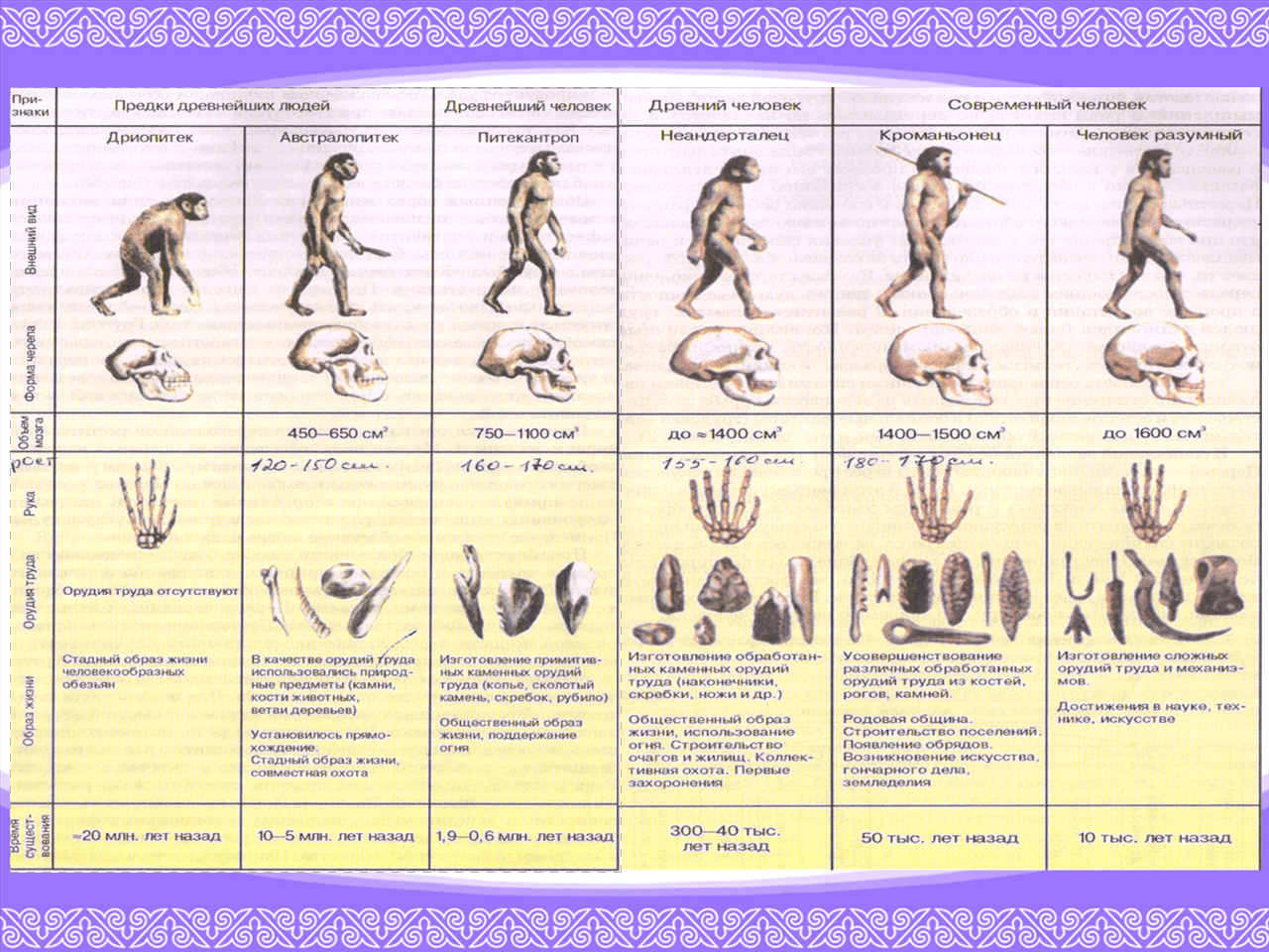 Основные виды человека. Стадии эволюции человека таблица дриопитеки. Таблица Эволюция человека 11 класс дриопитеки. Этапы развития первобытного человека. 9 Таблица этапы эволюции человека дриопитеки.