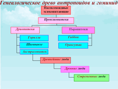 Факторы эволюции человека презентация 11 класс биология