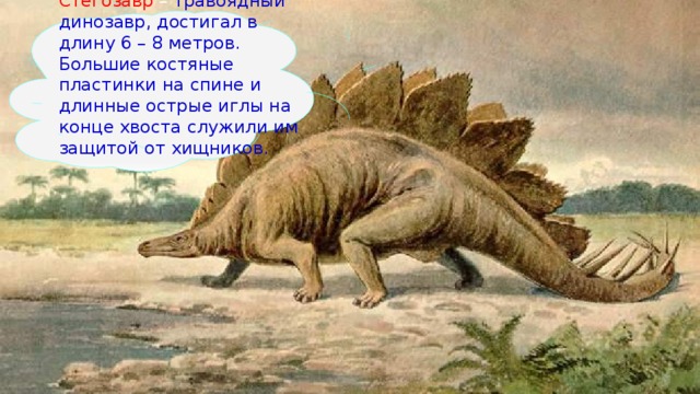Стегозавр – травоядный динозавр, достигал в длину 6 – 8 метров. Большие костяные пластинки на спине и длинные острые иглы на конце хвоста служили им защитой от хищников.