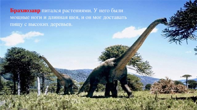 Брахиозавр питался растениями. У него были мощные ноги и длинная шея, и он мог доставать пищу с высоких деревьев.