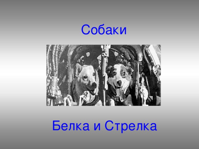 Собаки  Белка и Стрелка