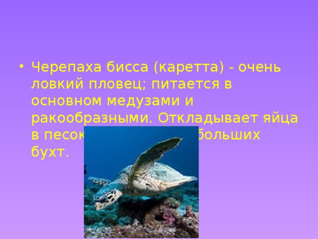 Черепаха бисса (каретта) - очень ловкий пловец; питается в основном медузами и ракообразными. Откладывает яйца в песок на берегах небольших бухт.