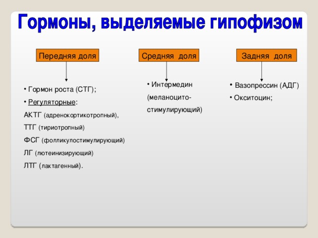 Вазопрессин (АДГ)  Окситоцин;  Интермедин (меланоцито- стимулирующий)  Гормон роста (СТГ);  Регуляторные