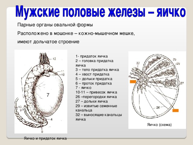 Строение яичка. Привесок придатка яичка анатомия. Дольки придатка яичка. Функции придатка яичка