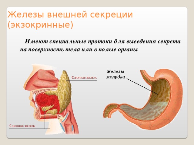 Железы внешней секреции  (экзокринные)  Имеют специальные протоки для выведения секрета на поверхность тела или в полые органы