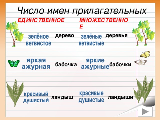 Число имен прилагательных МНОЖЕСТВЕННОЕ ЕДИНСТВЕННОЕ дерево деревья бабочки бабочка ландыш ландыши