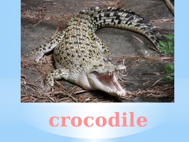 crocodile