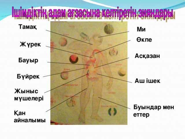 Тамақ Ми Өкпе Жүрек Асқазан Бауыр Бүйрек Аш ішек Жыныс мүшелері Буындар мен еттер Қан айналымы