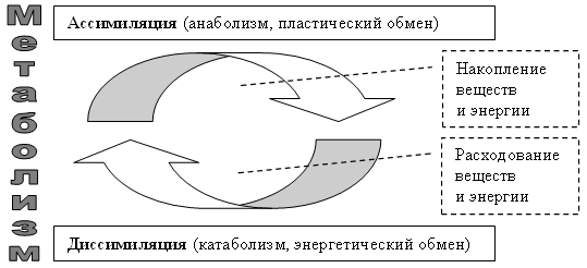 Обмен веществ ассимиляция. Ассимиляция и диссимиляция схема. Схема процесса ассимиляции. Схема процессов ассимиляции и диссимиляции. Ассимиляция это в биологии.