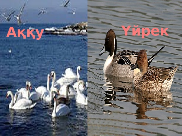 Үйрек Аққу