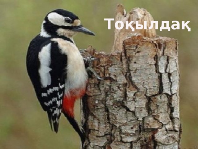 Тоқылдақ