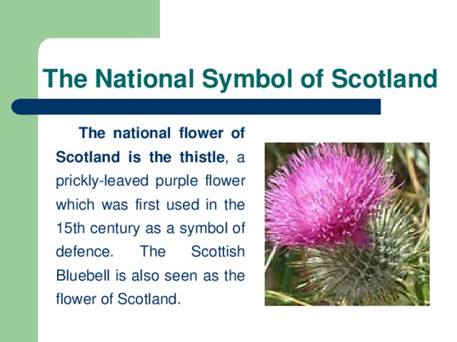 The National Symbol of Scotland   The national flower of Scotland is  the thistle , a prickly-leaved purple flower which was first used in the 15th century as a symbol of defence. The Scottish Bluebell is also seen as the flower of Scotland.