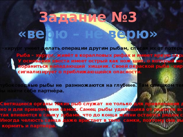 Задание №3 «верю – не верю» 3. Рыба –хирург умеет делать операции другим рыбам, спасая их от потерь крови Рыба – хирург, живёт в коралловых рифах и имеет яркую окраску.  У основания хвоста имеет острый как нож шип, о который может  пораниться нападающий хищник. Своей окраской рыба –хирург  сигнализирует о приближающейся опасности.  4. Глубоководные рыбы не размножаются на глубине. Там слишком темно, чтобы найти себе партнёра. Светящиеся органы таких рыб служат не только для привлечения добычи, но и для привлечения самок. Самец рыбы удильщика от радости встречи так впивается в самку зубами, что до конца жизни остаётся рядом с ней. Иногда челюсть самца даже врастает в тело самки, поэтому она вынуждена  кормить и партнёра.