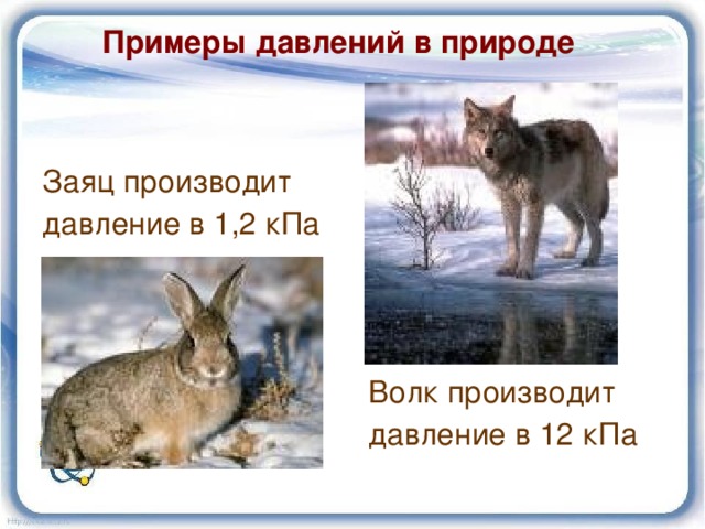 Примеры давлений в природе  Заяц производит давление в 1,2 кПа  Волк производит  давление в 12 кПа