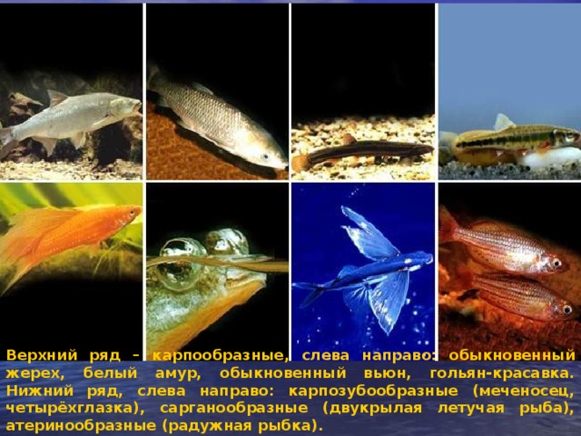 Верхний ряд – карпообразные, слева направо: обыкновенный жерех, белый амур, обыкновенный вьюн, гольян-красавка. Нижний ряд, слева направо: карпозубообразные (меченосец, четырёхглазка), сарганообразные (двукрылая летучая рыба), атеринообразные (радужная рыбка).