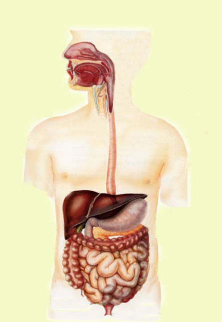 Пищеварительная система картинка без подписей