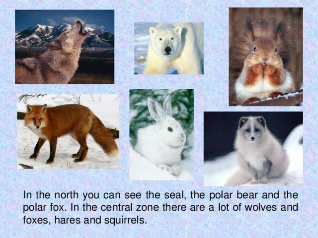 In the north you can see the seal, the polar bear and the polar fox. In the central zone there are a lot of wolves and foxes, hares and squirrels.