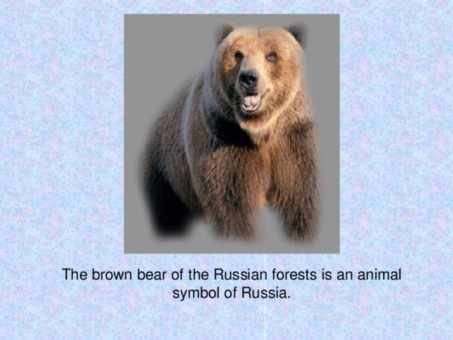 The brown bear of the Russian forests is an animal symbol of Russia.