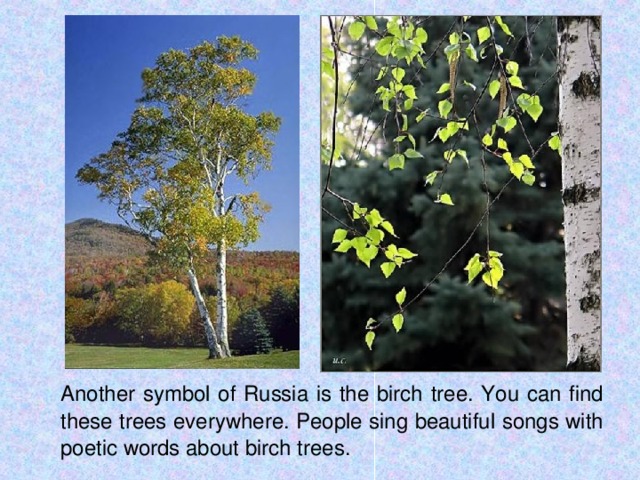 Another symbol of Russia is the birch tree. You can find these trees everywhere. People sing beautiful songs with poetic words about birch trees.