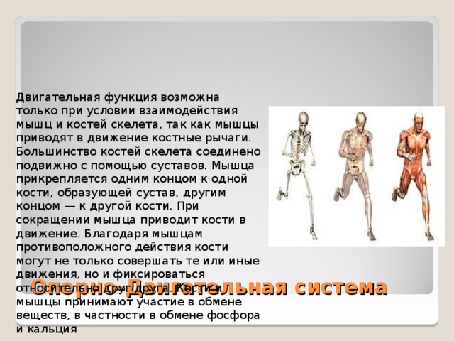 Двигательная функция возможна только при условии взаимодействия мышц и костей скелета, так как мышцы приводят в движение костные рычаги. Большинство костей скелета соединено подвижно с помощью суставов. Мышца прикрепляется одним концом к одной кости, образующей сустав, другим концом — к другой кости. При сокращении мышца приводит кости в движение. Благодаря мышцам противоположного действия кости могут не только совершать те или иные движения, но и фиксироваться относительно друг друга. Кости и мышцы принимают участие в обмене веществ, в частности в обмене фосфора и кальция Опорно-Двигательная система