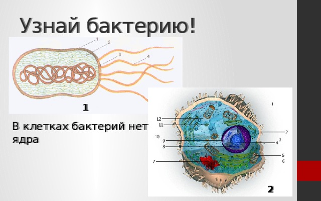 Узнай бактерию! 1 В клетках бактерий нет ядра 2