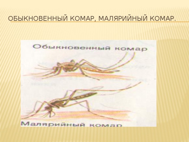 Обыкновенный комар, Малярийный комар.