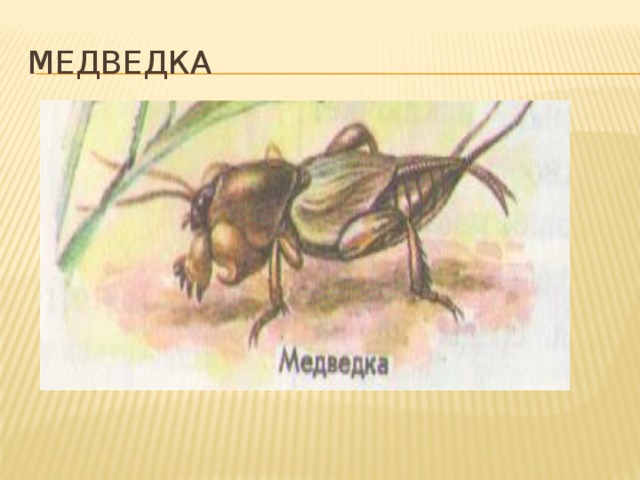 Медведка