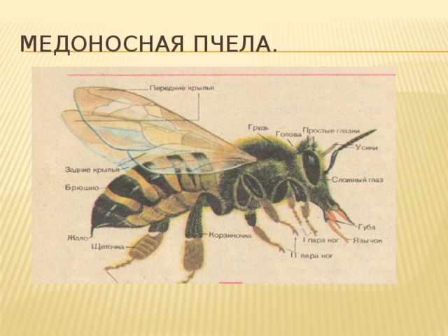 Медоносная пчела.