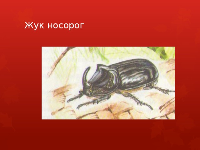 Жук носорог