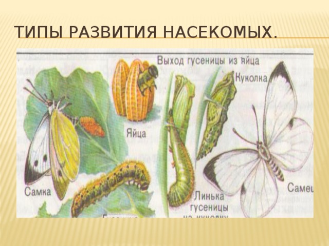 Типы развития насекомых.
