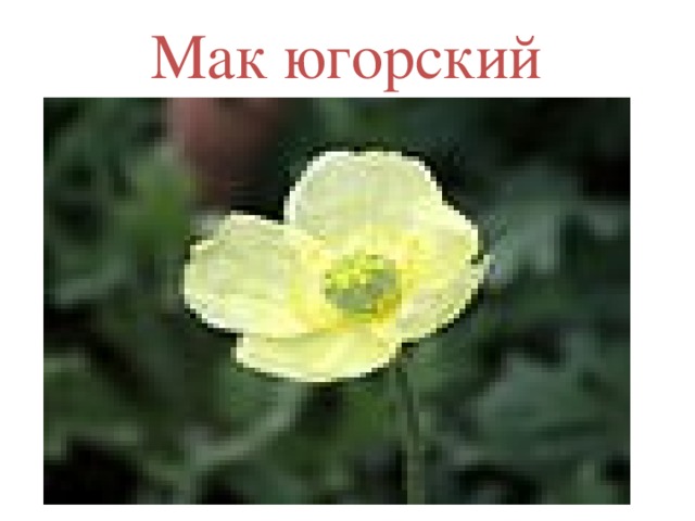 Мак югорский