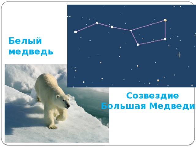Белый  медведь Созвездие  Большая Медведица