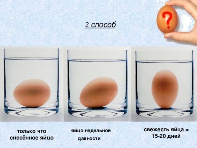 2 способ свежесть яйца = 15-20 дней только что снесённое яйцо яйцо недельной давности