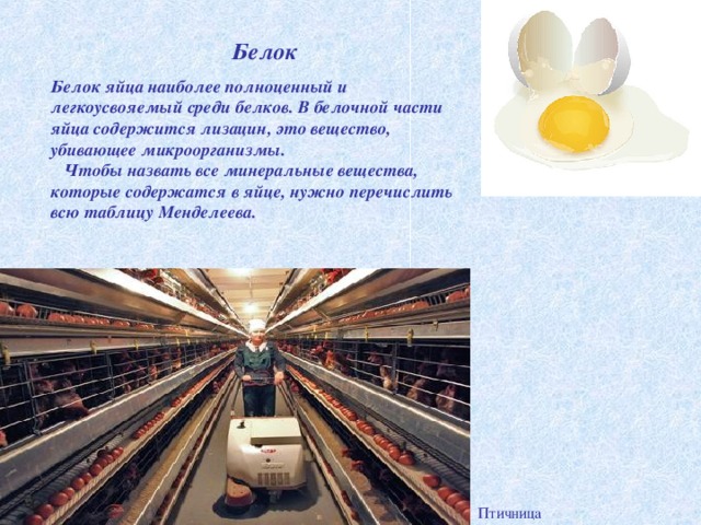 Белок Белок яйца наиболее полноценный и легкоусвояемый среди белков. В белочной части яйца содержится лизацин, это вещество, убивающее микроорганизмы.  Чтобы назвать все минеральные вещества, которые содержатся в яйце, нужно перечислить всю таблицу Менделеева.  Птичница