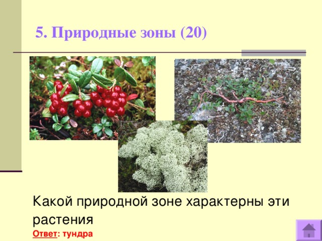 5. Природные зоны (20)   Какой природной зоне характерны эти растения Ответ : тундра