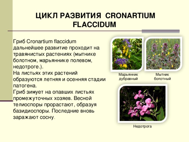 ЦИКЛ РАЗВИТИЯ CRONARTIUM FLACCIDUM Гриб Cronartium flaccidum дальнейшее развитие проходит на травянистых растениях (мытнике болотном, марьяннике полевом, недотроге.). На листьях этих растений образуются летняя и осенняя стадии патогена. Гриб зимует на опавших листьях промежуточных хозяев. Весной телиоспоры прорастают, образуя базидиоспоры. Последние вновь заражают сосну . Марьянник дубравный Мытник болотный Недотрога