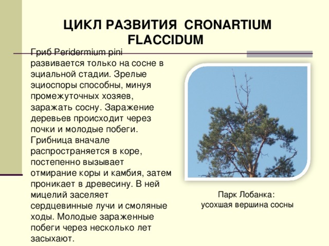 ЦИКЛ РАЗВИТИЯ CRONARTIUM FLACCIDUM Гриб Peridermium pini развивается только на сосне в эциальной стадии. Зрелые эциоспоры способны, минуя промежуточных хозяев, заражать сосну. Заражение деревьев происходит через почки и молодые побеги. Грибница вначале распространяется в коре, постепенно вызывает отмирание коры и камбия, затем проникает в древесину. В ней мицелий заселяет сердцевинные лучи и смоляные ходы. Молодые зараженные побеги через несколько лет засыхают.