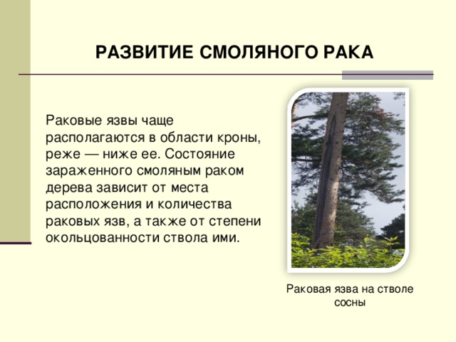 РАЗВИТИЕ СМОЛЯНОГО РАКА Раковые язвы чаще располагаются в области кроны, реже — ниже ее. Состояние зараженного смоляным раком дерева зависит от места расположения и количества раковых язв, а также от степени окольцованности ствола ими.