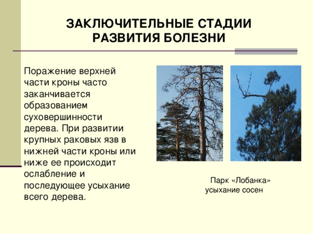 ЗАКЛЮЧИТЕЛЬНЫЕ СТАДИИ РАЗВИТИЯ БОЛЕЗНИ Поражение верхней части кроны часто заканчивается образованием суховершинности дерева. При развитии крупных раковых язв в нижней части кроны или ниже ее происходит ослабление и последующее усыхание всего дерева.