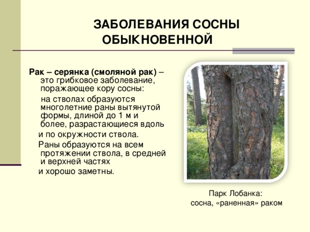 ЗАБОЛЕВАНИЯ СОСНЫ  ОБЫКНОВЕННОЙ Рак – серянка ( смоляной рак )  –это грибковое заболевание, поражающее кору сосны:  на стволах образуются многолетние раны вытянутой формы, длиной до 1 м и более, разрастающиеся вдоль  и по окружности ствола.  Раны образуются на всем протяжении ствола, в средней и верхней частях  и хорошо заметны.