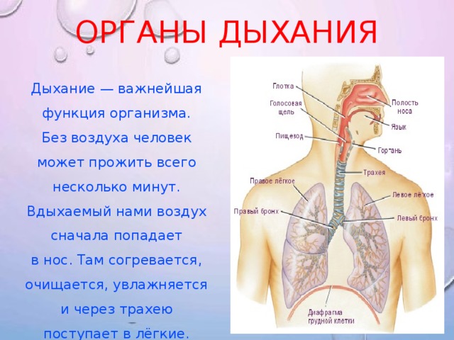 При вдохе воздух проходит через. Расскажите о дыхательной системе. Путь воздуха в организме человека. Дыхательная система человека. Дыхательная система человека информация.