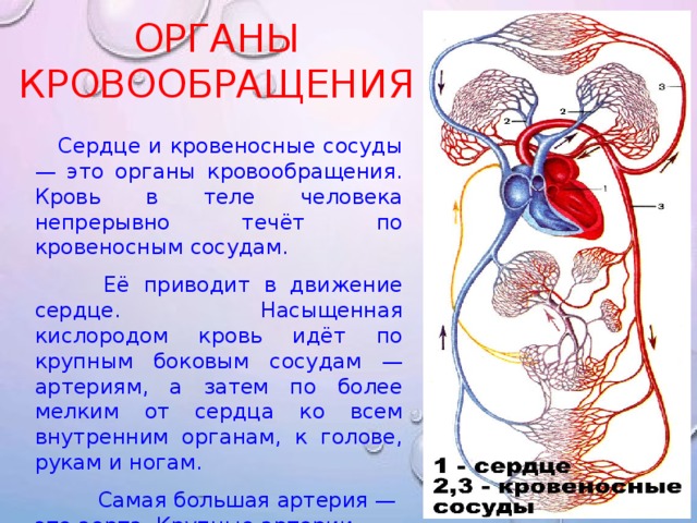 Органы кровообращения. Сердце кровеносный это орган.