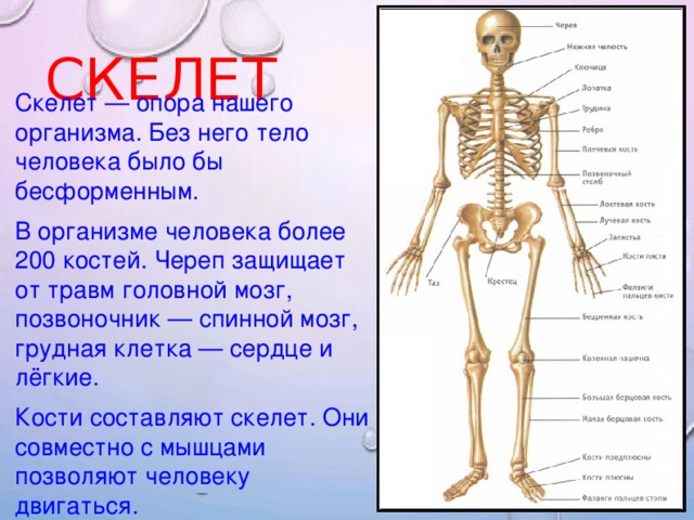 СКЕЛЕТ Скелет — опора нашего организма. Без него тело человека было бы бесформенным.  В организме человека более 200 костей. Череп защищает от травм головной мозг, позвоночник — спинной мозг, грудная клетка — сердце и лёгкие. Кости составляют скелет. Они совместно с мышцами позволяют человеку двигаться.