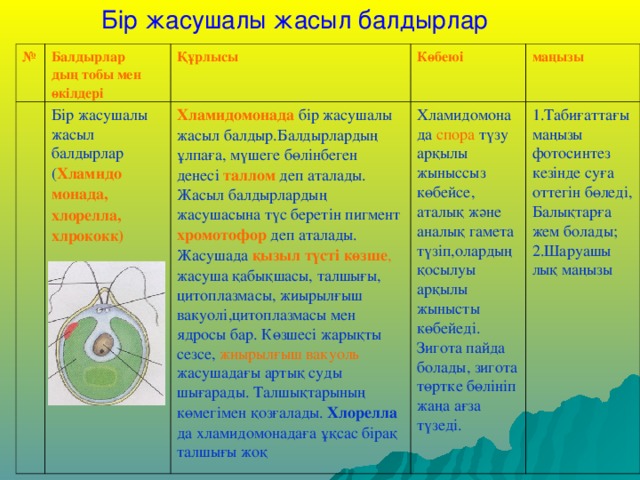 Б ір жасушалы жасыл балдырлар № Балдырлар дың тобы мен өкілдері Құрлысы Бір жасушалы жасыл балдырлар ( Хламидо Көбеюі монада, хлорелла, хлрококк) Хламидомонада  бір жасушалы жасыл балдыр.Балдырлардың ұлпаға, мүшеге бөлінбеген денесі таллом деп аталады. Жасыл балдырлардың жасушасына түс беретін пигмент хромотофор деп аталады. Жасушада қызыл түсті көзше , жасуша қабықшасы, талшығы, цитоплазмасы, жиырылғыш вакуолі,цитоплазмасы мен ядросы бар. Көзшесі жарықты сезсе, жиырылғыш вакуоль жасушадағы артық суды шығарады. Талшықтарының көмегімен қозғалады. Хлорелла да хламидомонадаға ұқсас бірақ талшығы жоқ маңызы Хламидомонада спора түзу арқылы жыныссыз көбейсе, аталық және аналық гамета түзіп,олардың қосылуы арқылы жынысты көбейеді. Зигота пайда болады, зигота төртке бөлініп жаңа ағза түзеді. 1.Табиғаттағы маңызы фотосинтез кезінде суға оттегін бөледі, Балықтарға жем болады; 2.Шаруашы лық маңызы