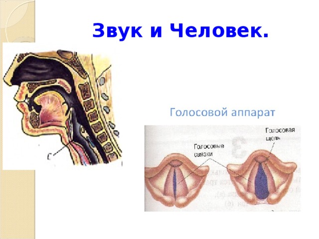 Голосовые связки при разговоре и молчании